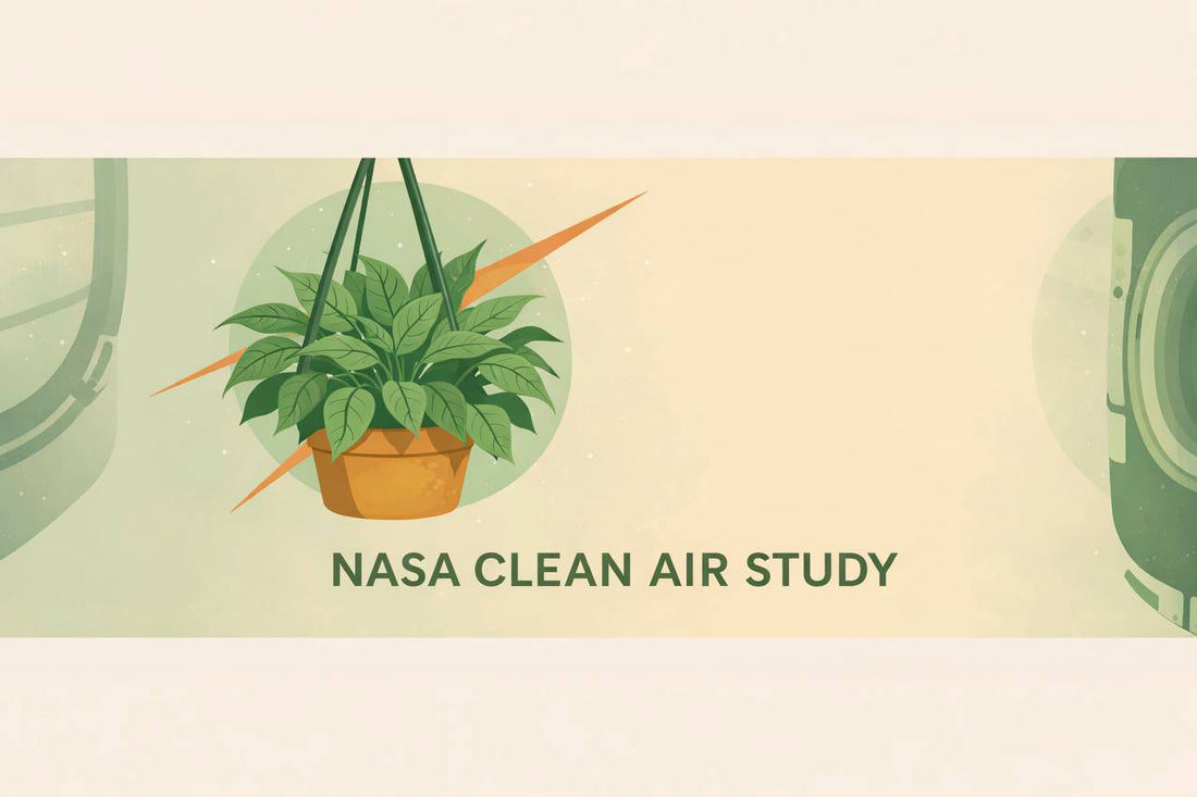 De wetenschap van groen: hoe kamerplanten de (ademhalings)gezondheid ondersteunen