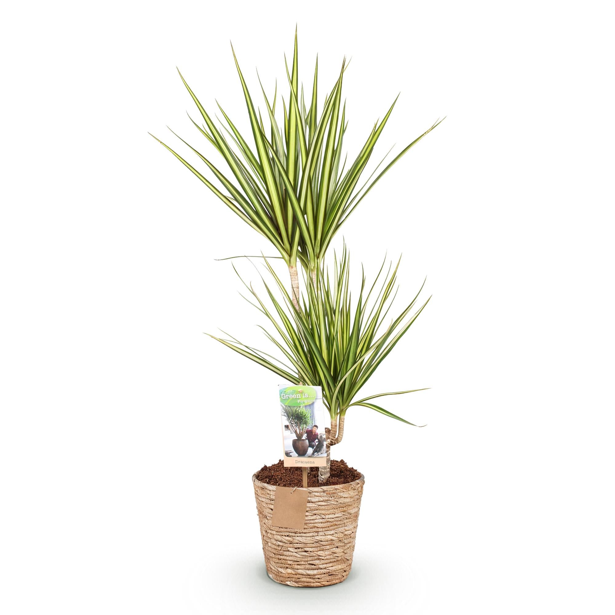 Green BoutiQ - Green is... Kamerplanten - Dracaena Sunray - Drakenbloedboom - Weinig onderhoud - met mand - Groen - 1 Plant - Pot 17cm - Hoogte 70-75cm