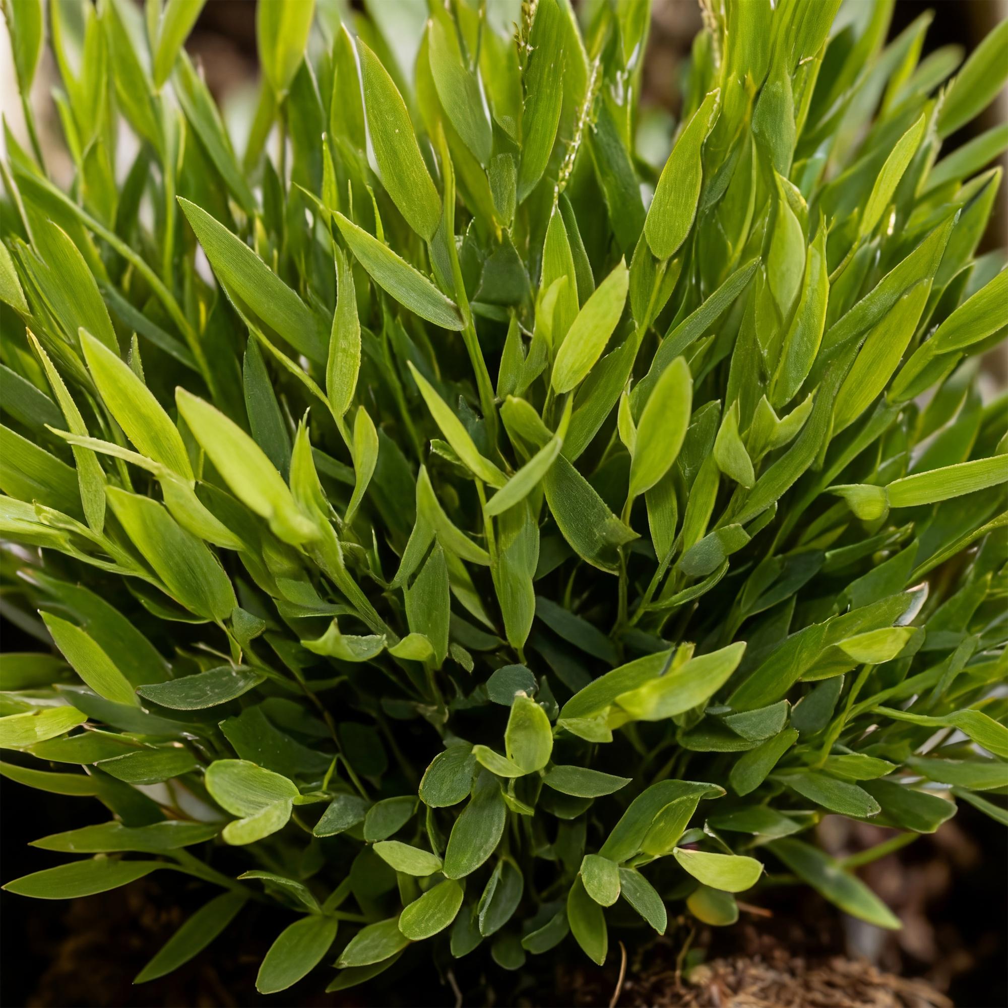 Green boutiQ - Kamerplant - Bamusa Pogonatherum Monica - Bamboegras - Huisdiervriendelijk - Groen - 2 Planten - Pot 12cm - Hoogte 30-35cm