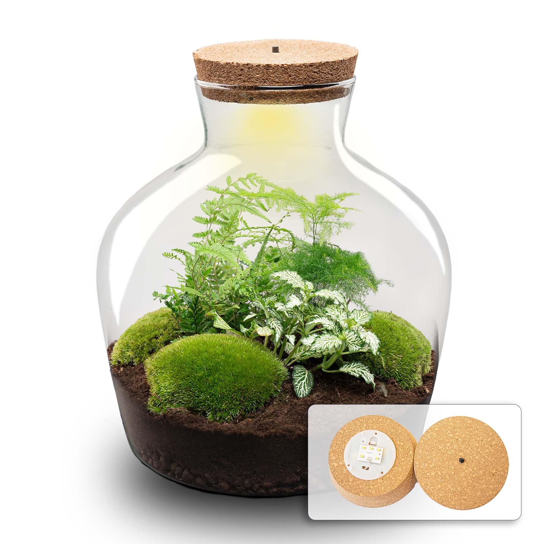 DIY Planten terrarium met licht - Fat Joe Green - Ø 29 cm ↑ 30 cm - No tools