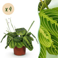 Green boutiQ - Kamerplant - Maranta Fascinator Lemon Lime - Gebedsplant - Huisdiervriendelijk - Groen - 4 Planten - Pot 12cm - Hoogte 30-35cm