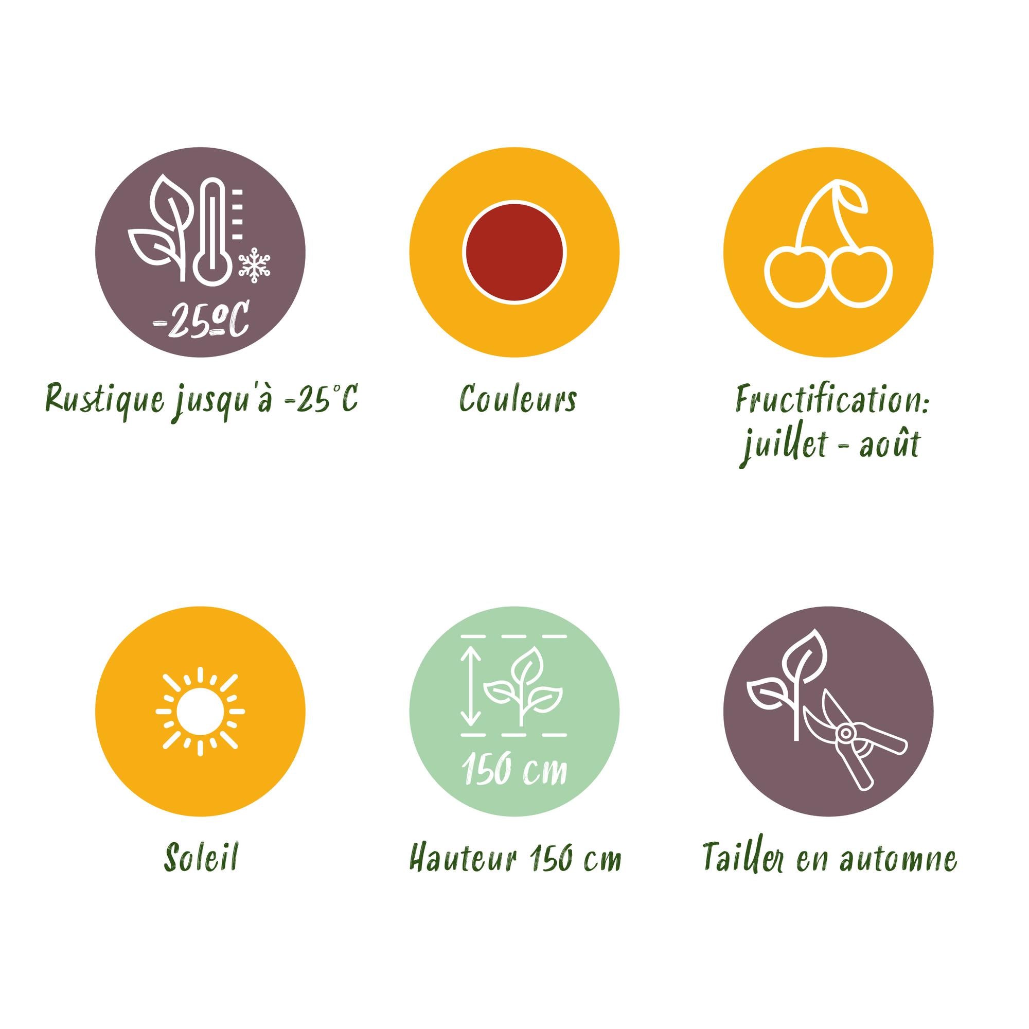 Green boutiQ - Fruitplanten - Kruisbes - Ribes uva-crispa Hinnonmaki Rod - Winterhard - 6 Planten - Pot 9 cm - Rode Bes