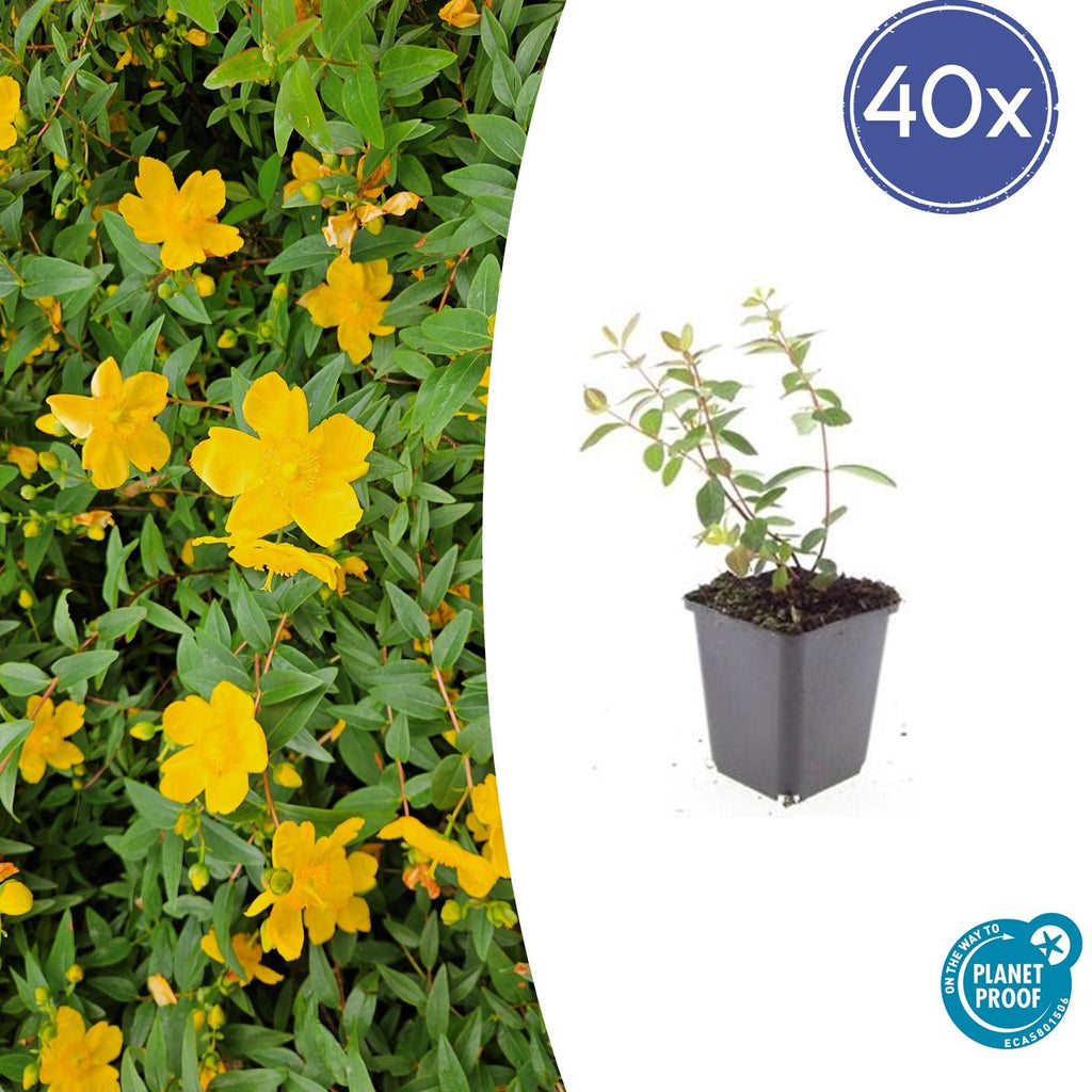 40x Hypericum dummeri 'Peter Dummer' - ↕10-25cm - Ø9cm