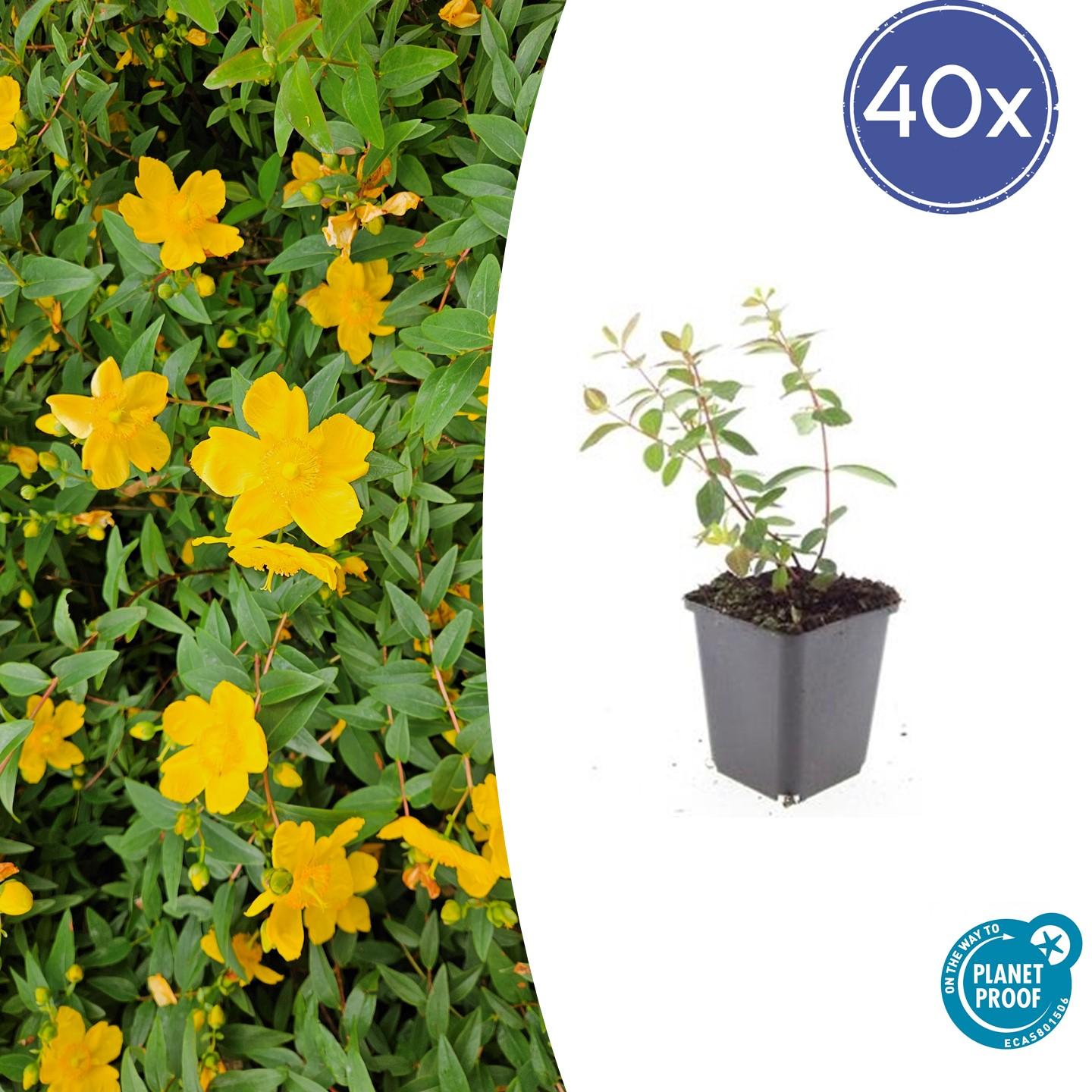 40x Hypericum dummeri 'Peter Dummer' - ↕10-25cm - Ø9cm