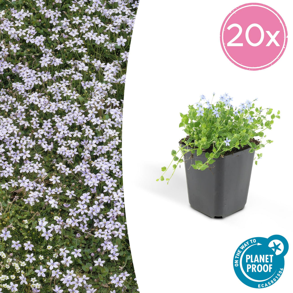 20x Isotoma fluviatilis - ↕10-25cm - Ø9cm