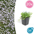 20x Isotoma fluviatilis - ↕10-25cm - Ø9cm