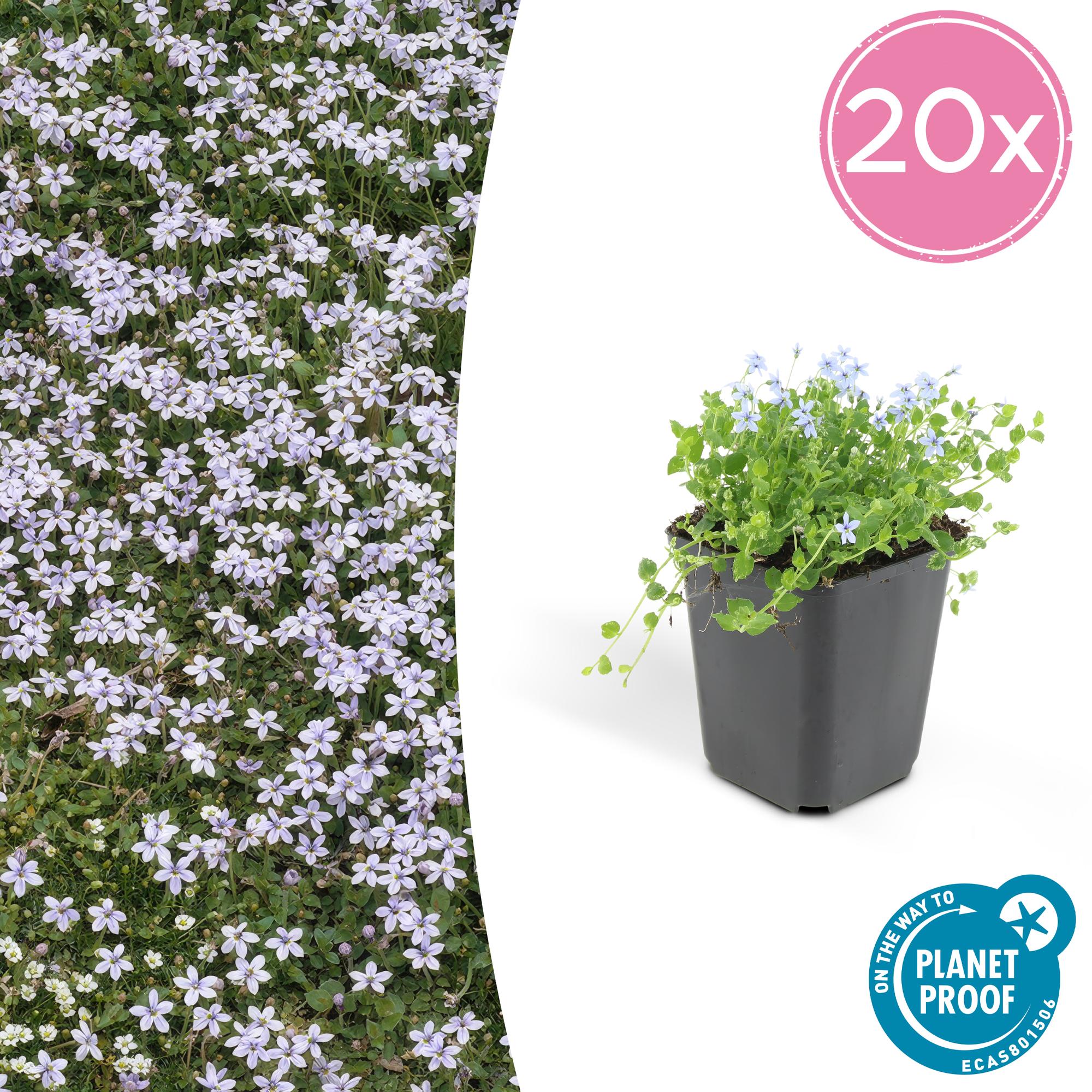 20x Isotoma fluviatilis - ↕10-25cm - Ø9cm