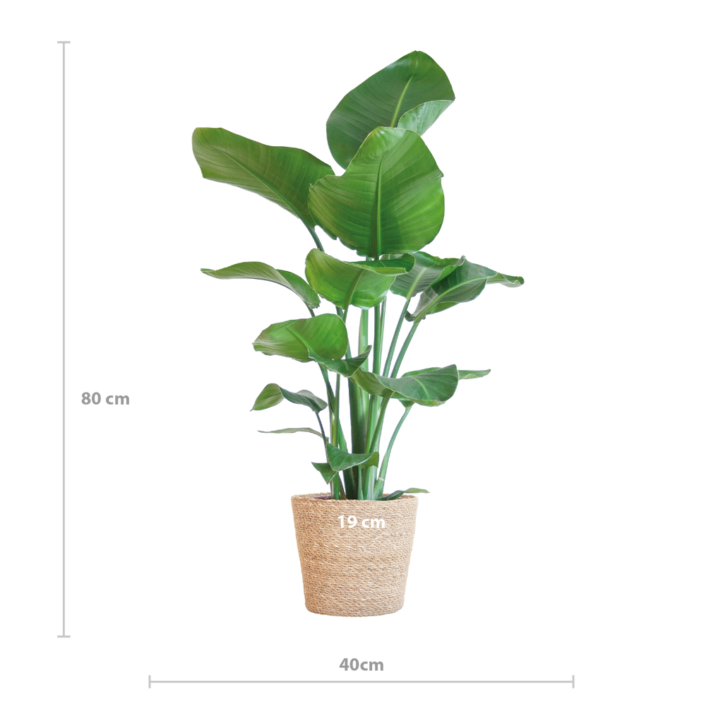 Strelitzia Nicolai met Sofia mand naturel - 80cm - Ø21