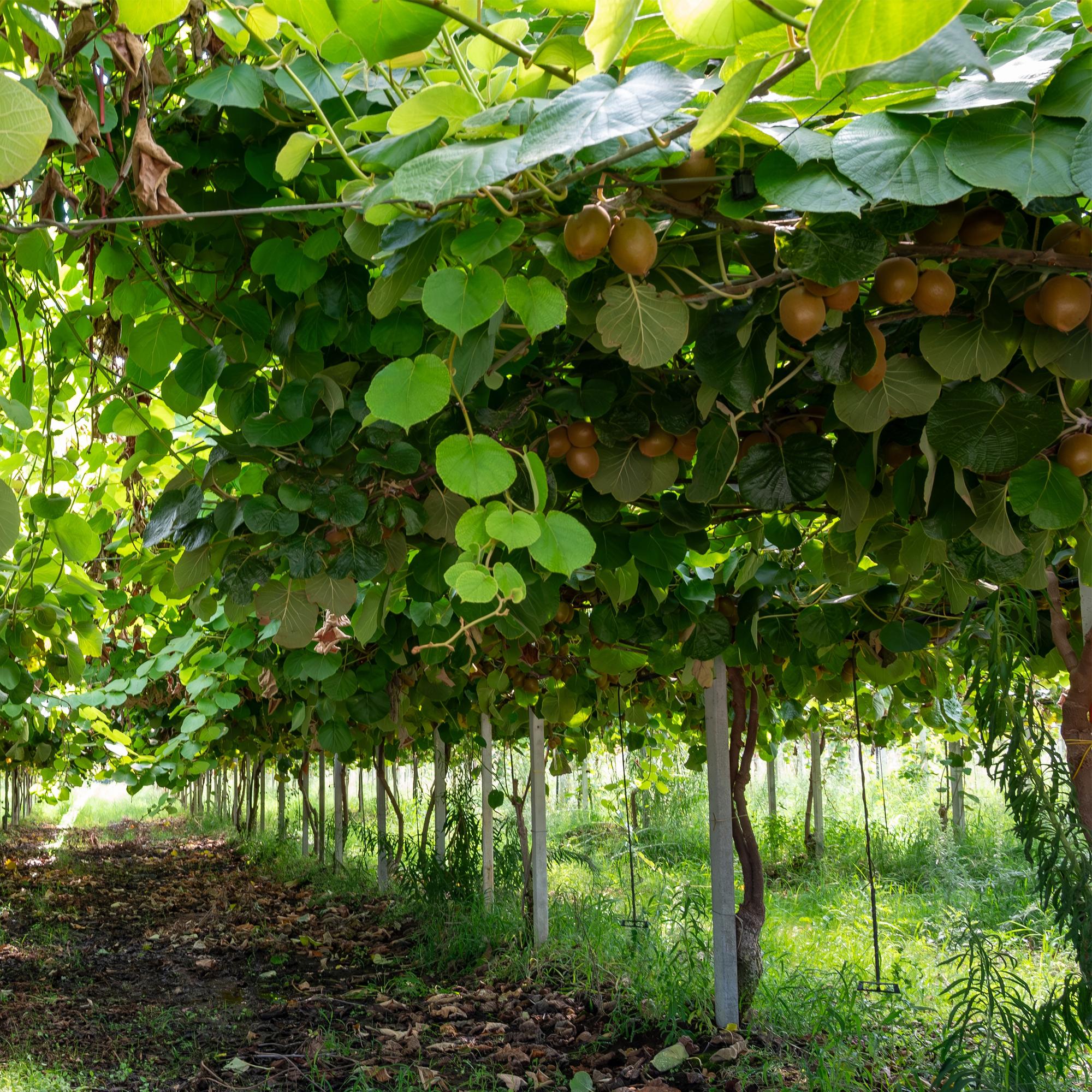 Green boutiQ - Fruitplant - Groene Kiwi - Actinidia deliciosa Jenny  - Groene Vrucht - 2 planten - Pot 15cm Hoogte 50cm