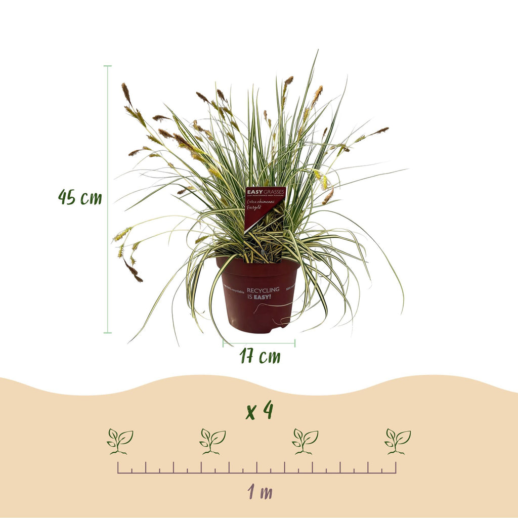 Green boutiQ - Siergrassen - Carex oshimensis Evergold - Geel & Groen - 2 Planten - Bladhoudend - Weinig Onderhoud - Pot 17cm Hoogte 50cm