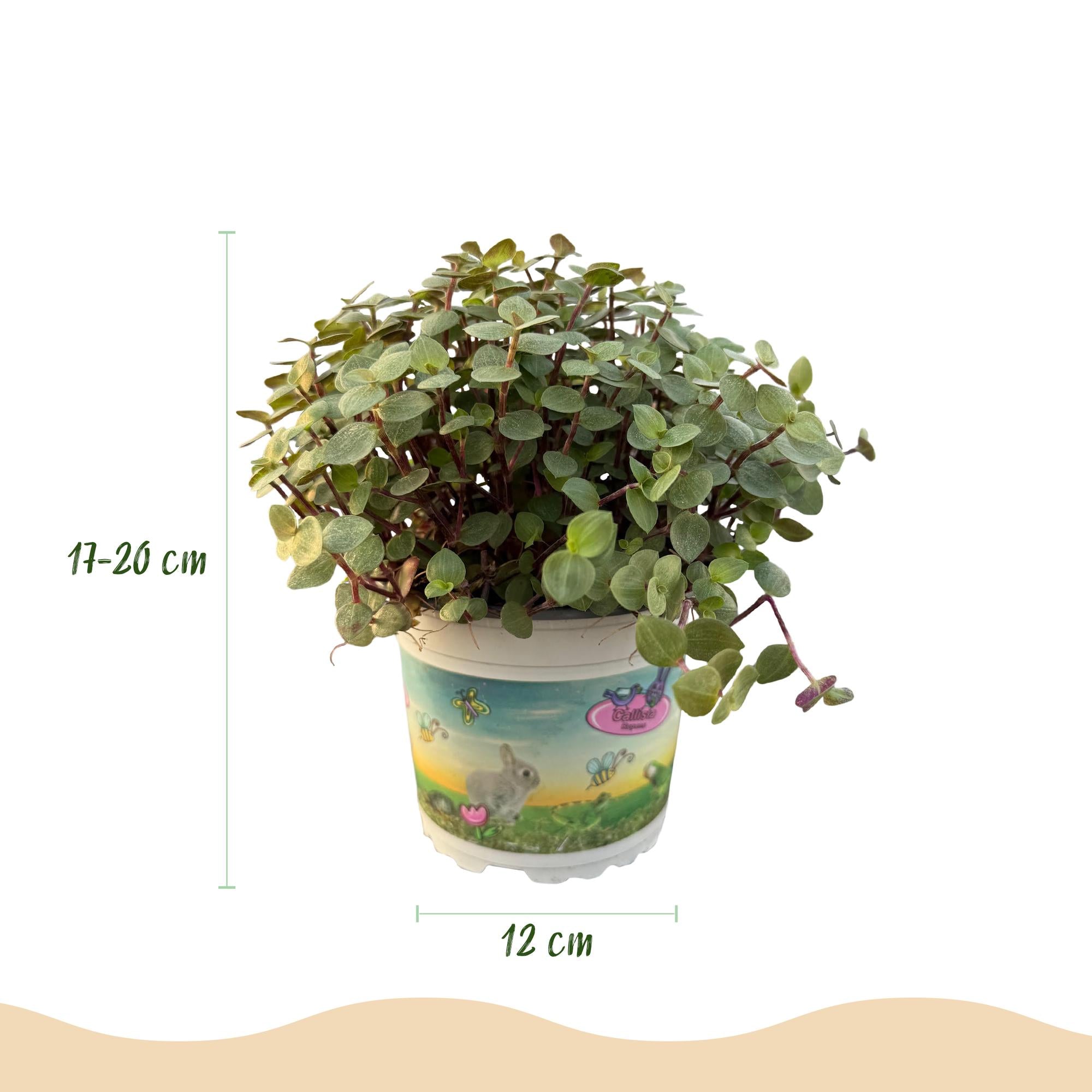 Green boutiQ - Kamerplant - Calissia repens - Schildpad plant - Huisdiervriendelijke Plant - Groen - 1 Plant - Pot 12cm - Hoogte 14cm
