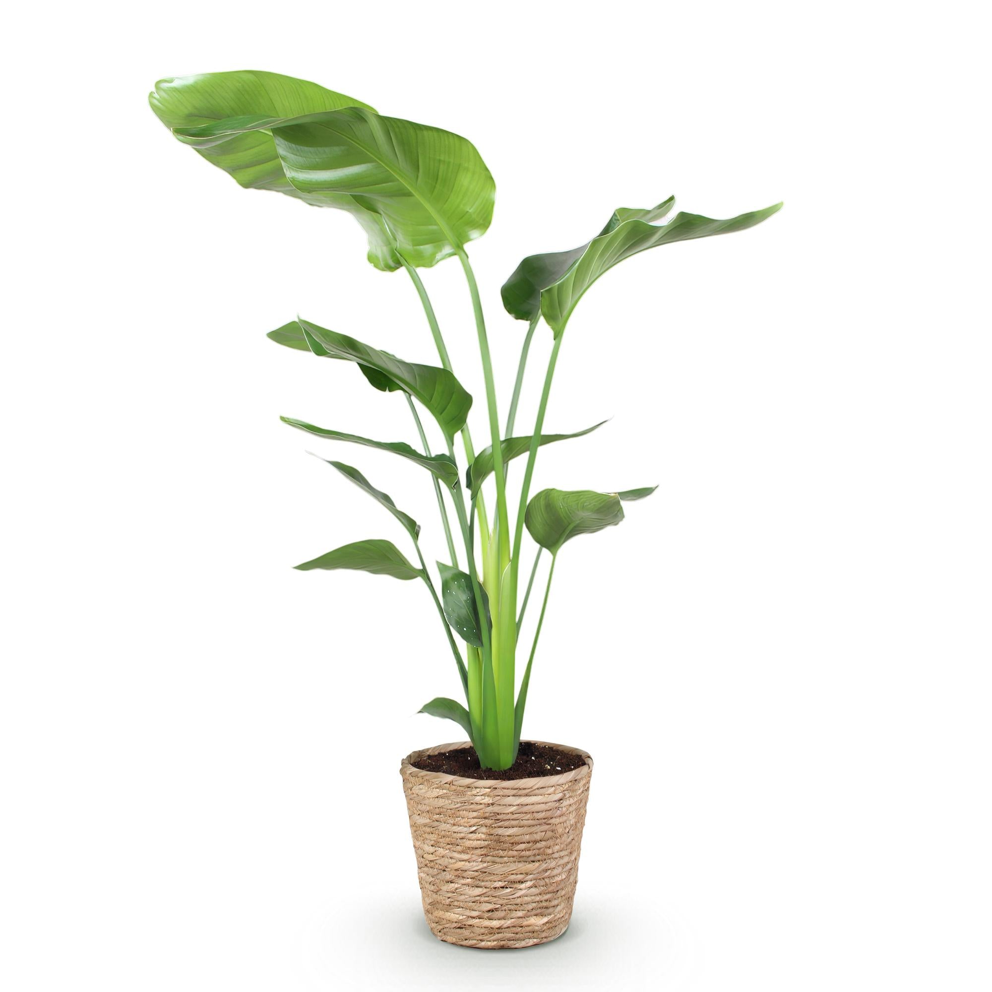 Green BoutiQ - Green is... Kamerplanten - Stelitzia Nicolai - Paradijsvogelbloem - Weinig onderhoud - met mand - Groen - 1 Plant - Pot 21cm - Hoogte 110-120cm
