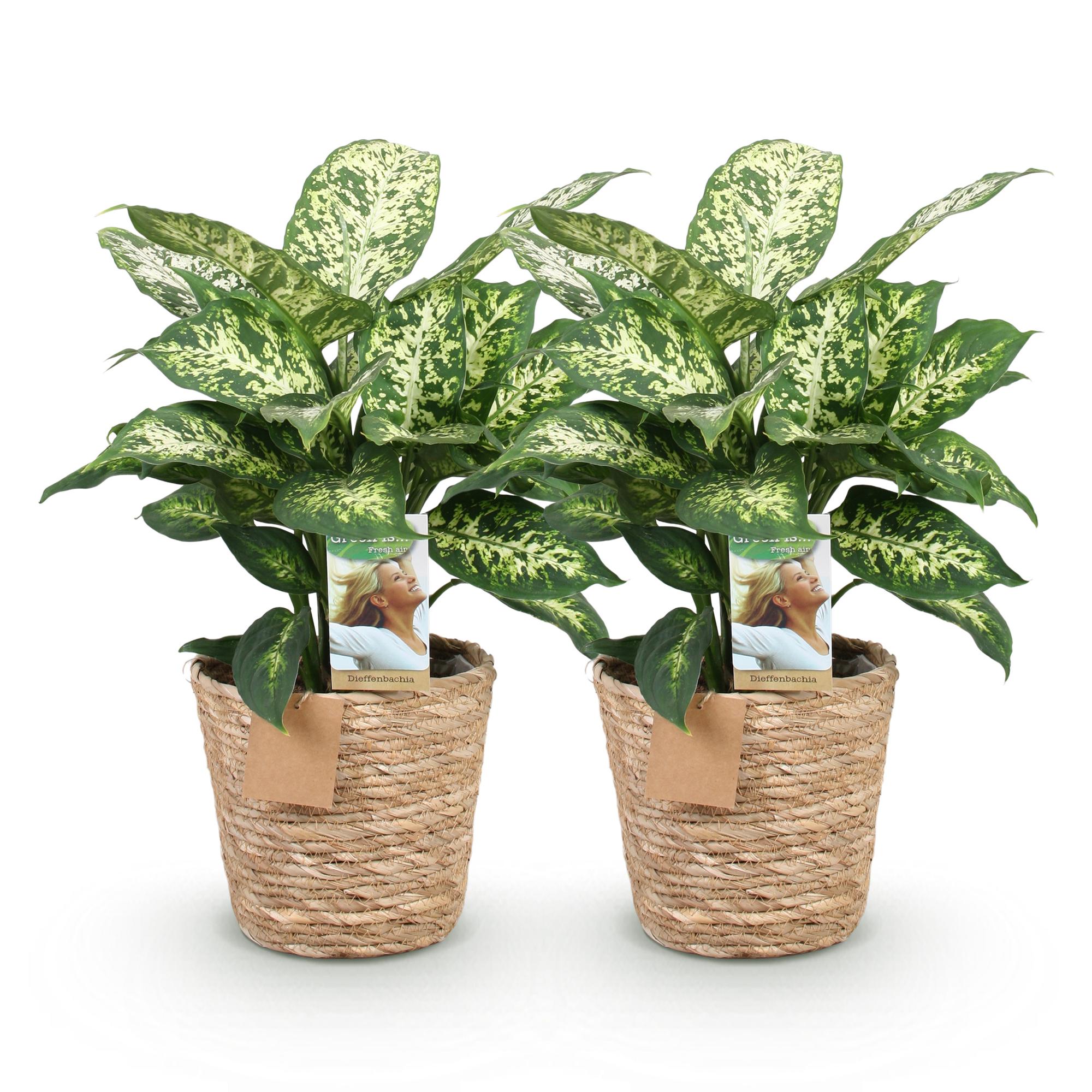 Green BoutiQ - Green is... Kamerplanten - Diefenbachia Compacta - Dieffenbachia - Weinig onderhoud - met mand - Groen - 2 Planten - Pot 17cm - Hoogte 45-50cm