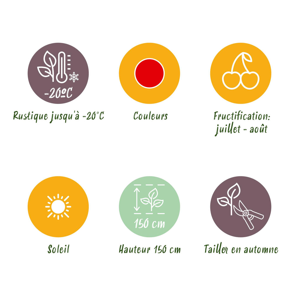 Green boutiQ - Fruitplanten - Rode Bes - Ribes rubrum Jonkheer van Tets  - Winterhard - 6 Planten - Pot 9 cm - Rode Bes