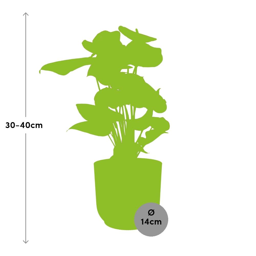 Anthurium Red 12cm in ELHO Vibes Fold 14cm geel