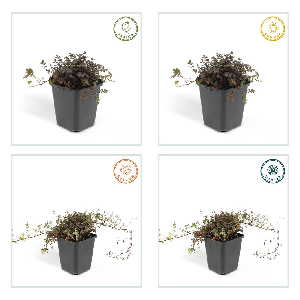 24 x Acaena microphylla 'Kupferteppich' - ↕10-25cm - Ø9cm