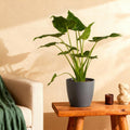 Green BoutiQ - Kamerplanten - Alocasia Cucullata - Boeddha,s hand - Weinig onderhoud - Groen - 1 Plant - met Potter Grijs - Pot 21cm - Hoogte 65-70cm