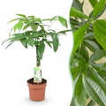 Green BoutiQ - Green is... Kamerplanten - Pachira Aquatica gevlochten stam - Geldboom - Weinig onderhoud - Groen - 1 Plant - Pot 17cm - Hoogte 60-70cm
