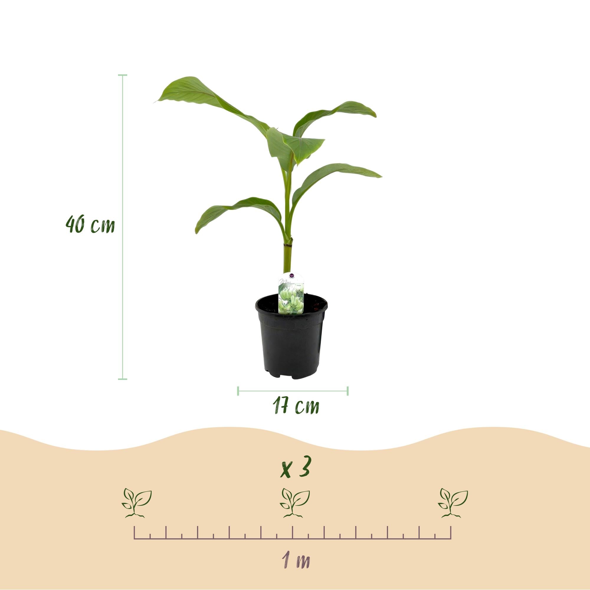 Green boutiQ - Fruitplant - Bananen plant - Musa Basjoo - Winterhard - 2 planten - Pot 17cm Hoogte 40cm