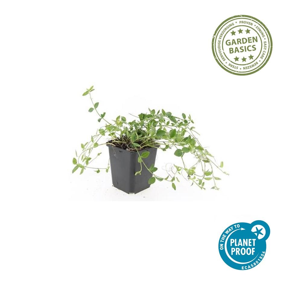 40x Vinca minor 'Gertrude Jekyll' - ↕10-25cm - Ø9cm