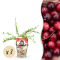 Green boutiQ - Fruitplanten - Blauwe Bes - Vaccinium macrophylla Early Black - Winterhard - 3 Planten - Pot 9 cm - Donker Rode  Bes
