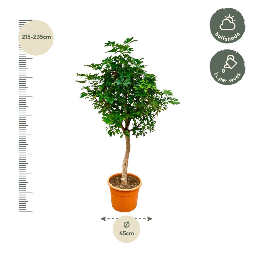 Schefflera op stam - 200cm - ø40