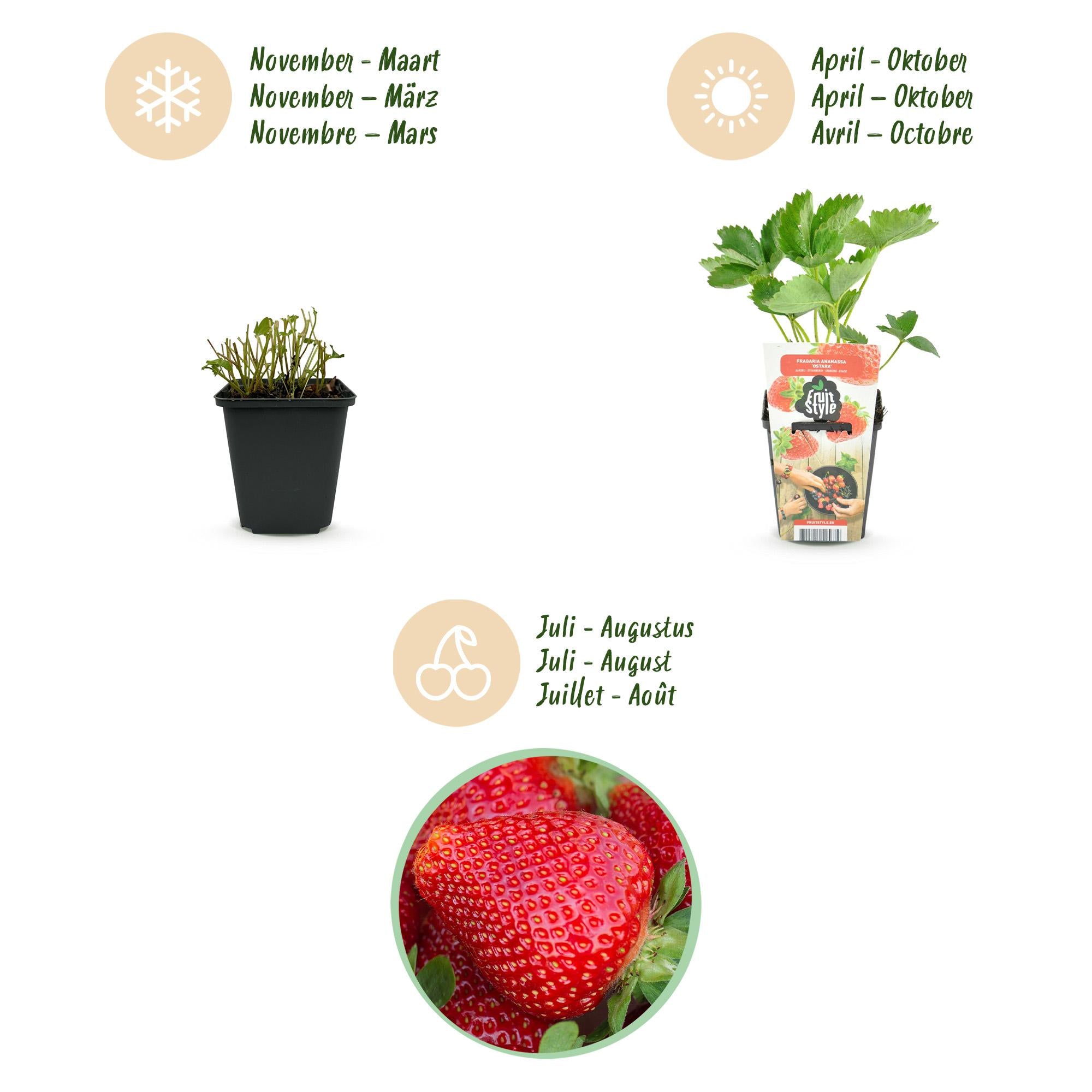 Green boutiQ - Fruitplanten - Aardbei - Fragaria Maxim - Winterhard - 6 Planten - Pot 9 cm - Rode Aardbei