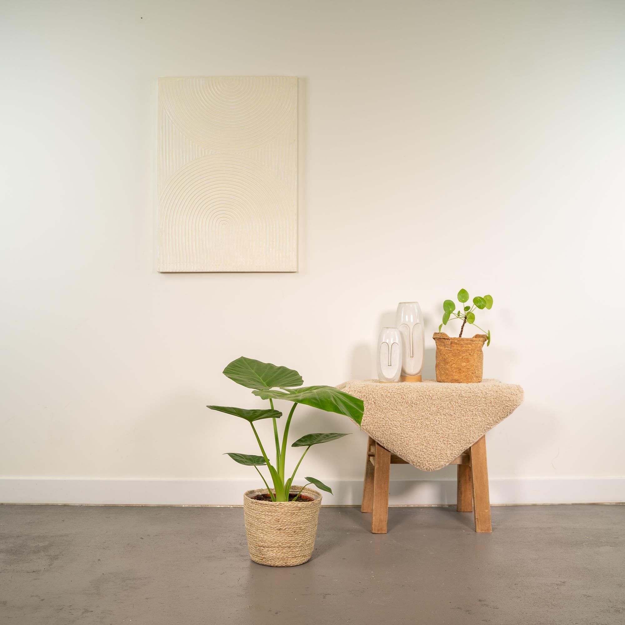 Alocasia Macrorrhiza - Ø19cm - ↕70cm + Mand Selin