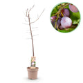 Green boutiQ - Fruitplant - Pruimen boom - Prunus domestica Opal - Geel Rode Vrucht - Pot 21cm Hoogte 90cm