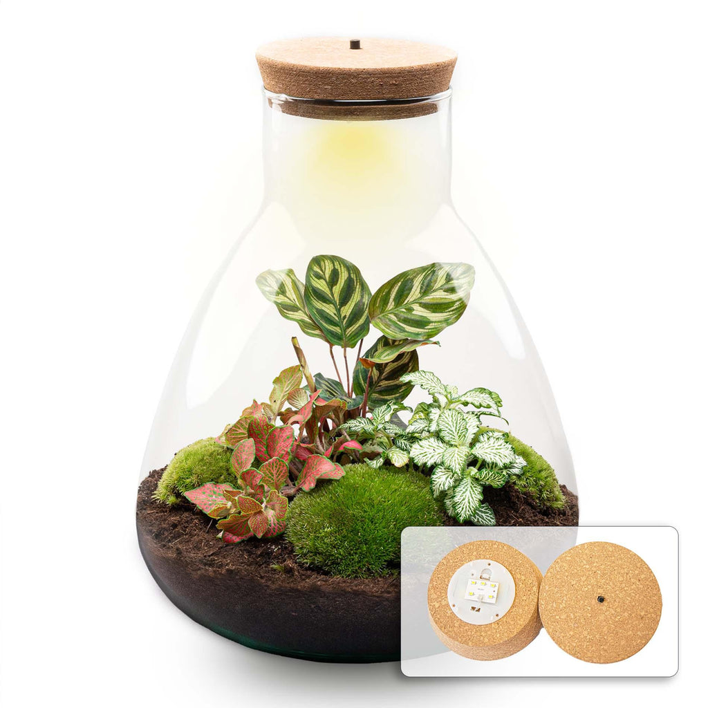 DIY Planten terrarium met licht - Sam Calathea - Ø 24,5 cm ↑ 30 cm - No tools