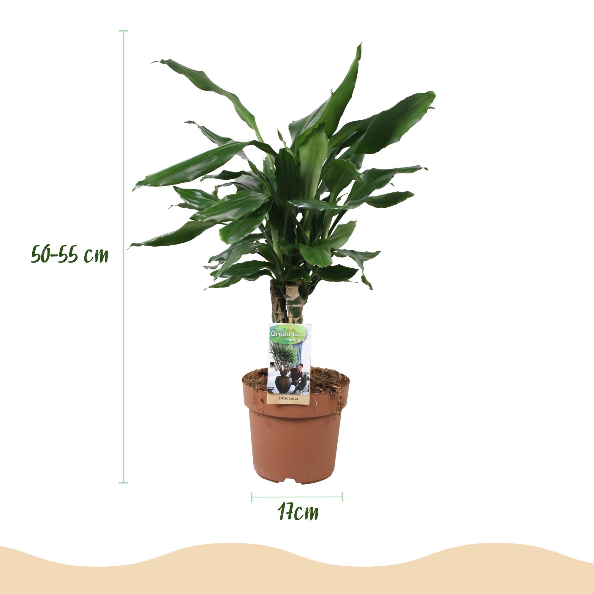 Green BoutiQ - Green is... Kamerplanten - Dracaena fragrans Steudneri - Drakenbloedboom - Weinig onderhoud - Groen - 2 Planten - Pot 17cm - Hoogte 50-55cm