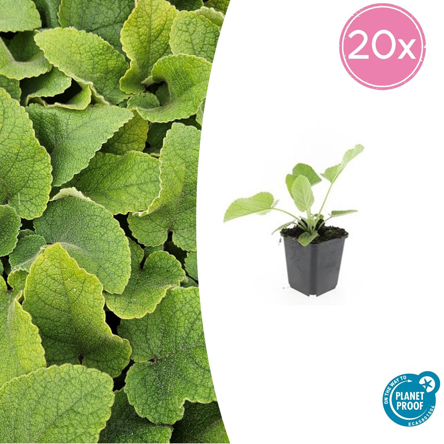 20x Phlomis russeliana - ↕10-25cm - Ø9cm