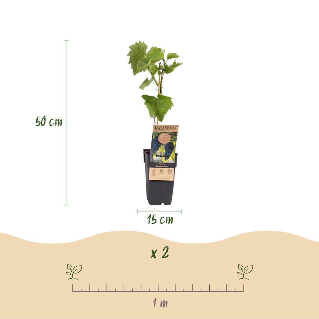 Green boutiQ - Fruitplant - Blauwe Druif - Vitis vinifera Boskoop Glory - 2 planten - Pot 15cm Hoogte 50cm