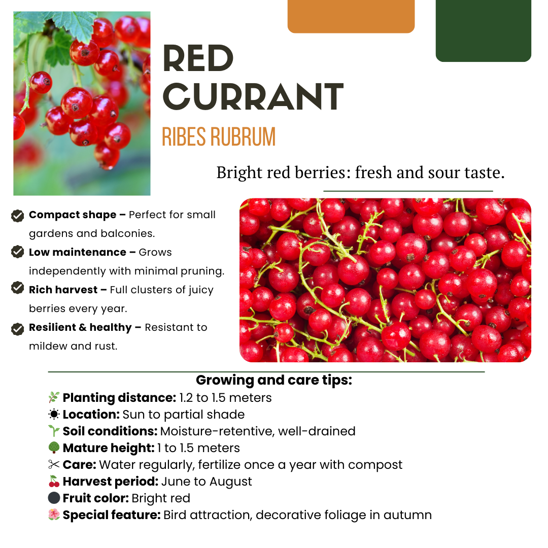 3 x Biologische Kruisbessenplanten - Ø 13 cm - ↨ 20 cm