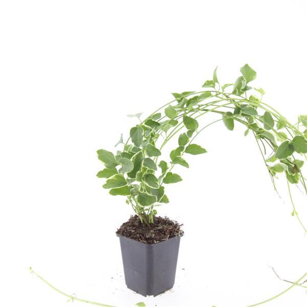 48x Vinca major 'Variegata' - ↕10-25cm - Ø9cm