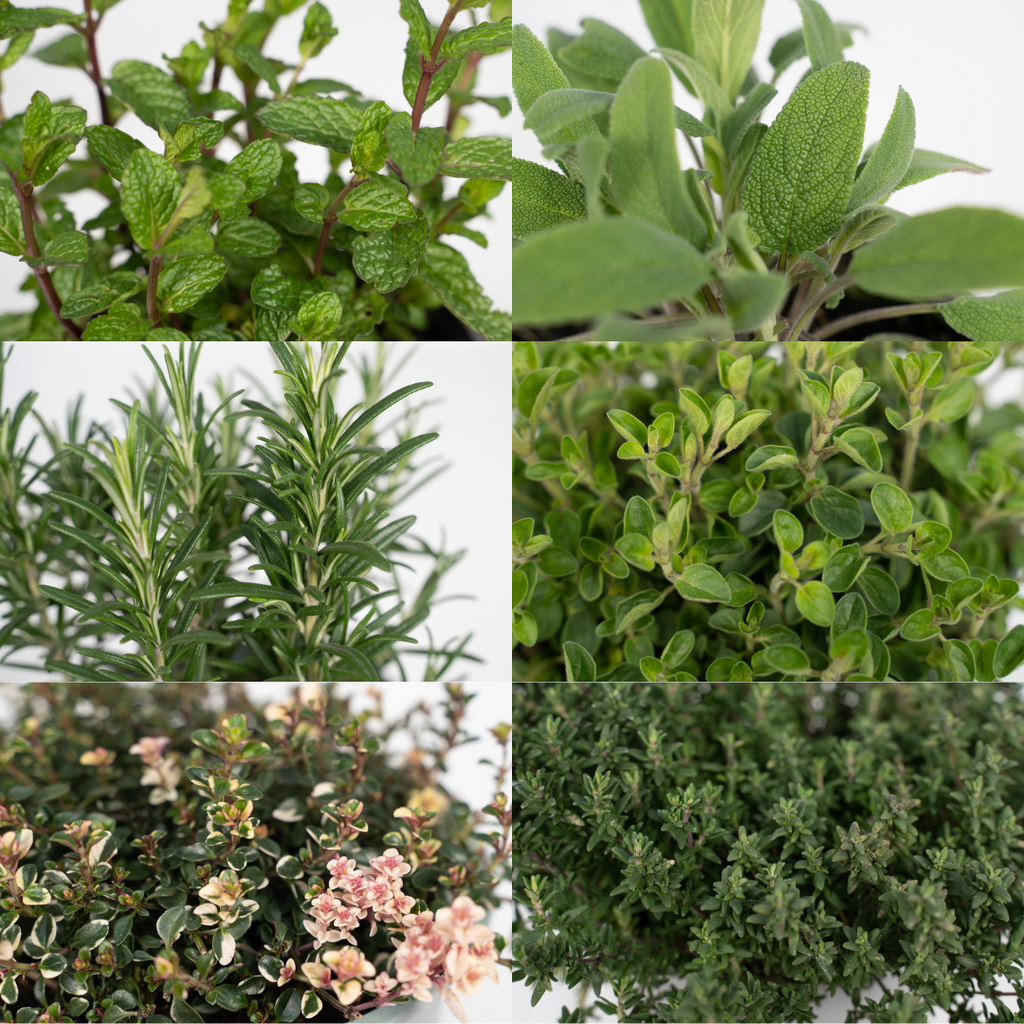 PROMO - Tuinkruiden Mix - 4 stuks - Ø14cm - ↕18cm