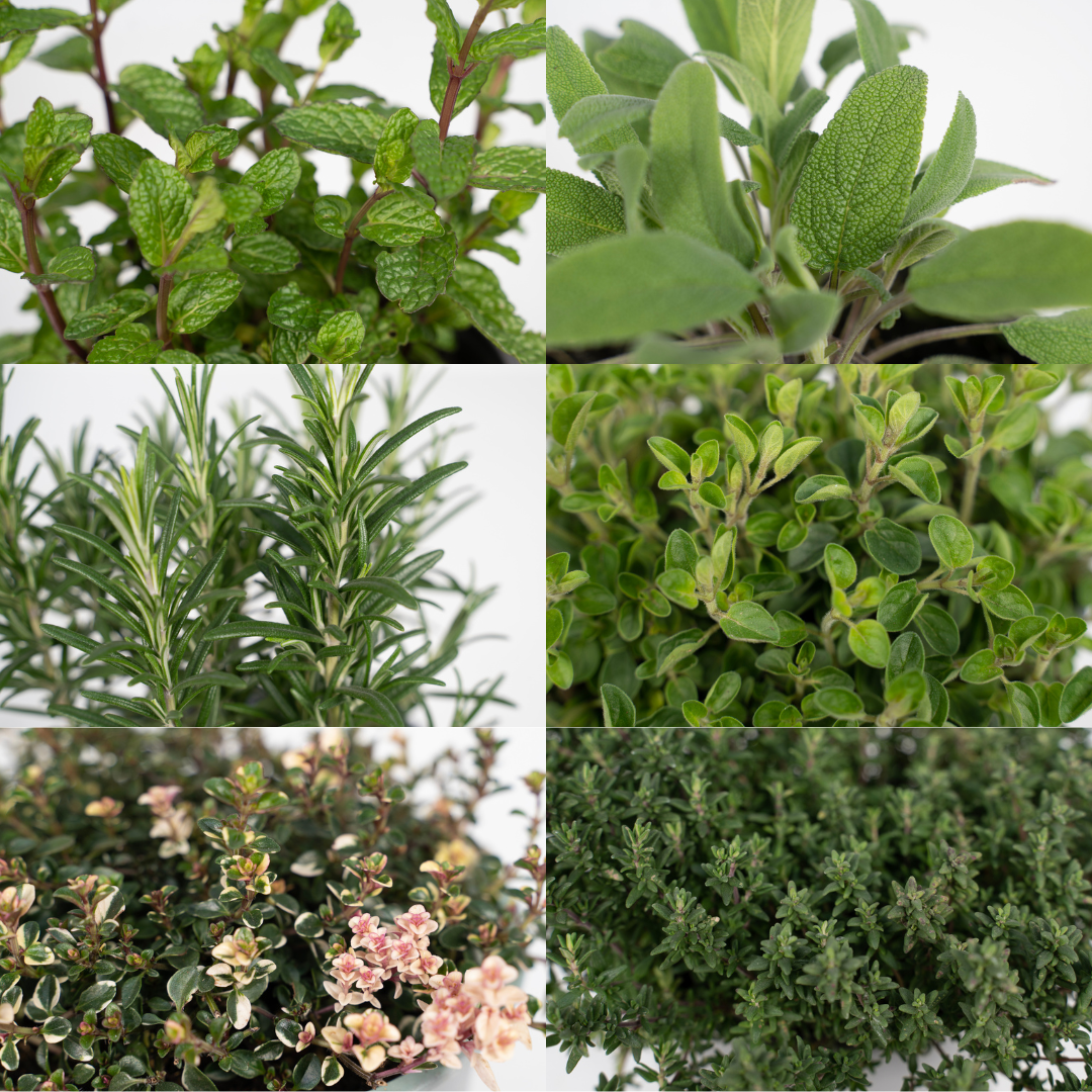 PROMO - Tuinkruiden Mix - 4 stuks - Ø14cm - ↕18cm