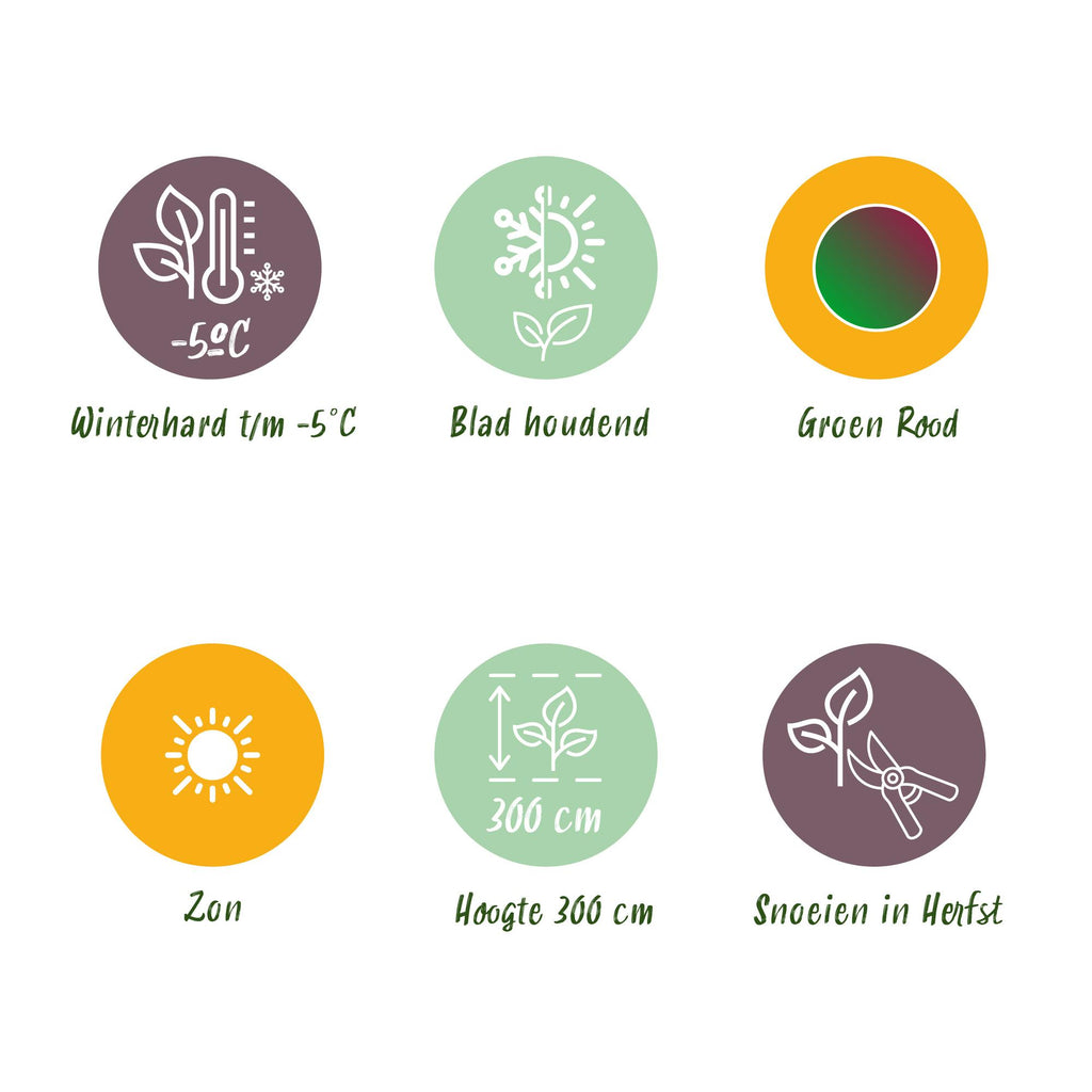 Green boutiQ - Fruitplant - Bananen plant - Musa sikkemensis Red Tiger - Winterhard - 2 planten - Pot 17cm Hoogte 40cm