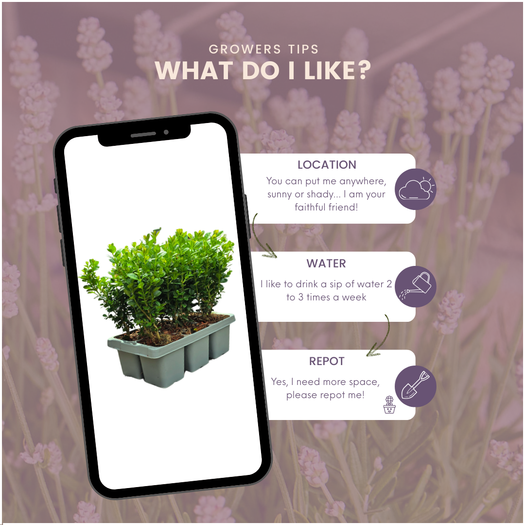 "Buxus NewGen Freedom 6-Pack – Winterharde Groenblijvende Struiken 6 x Ø7 cm - ↕15 cm | Compacte Buxus"