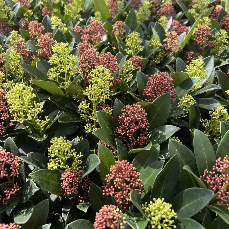 1x - Terrasplant - Skimmia japonica Festival - Bloem Wit & Rood - 15+ Bloemen - 1 Plant - Winterhard - Pot 15cm Hoogte 30cm