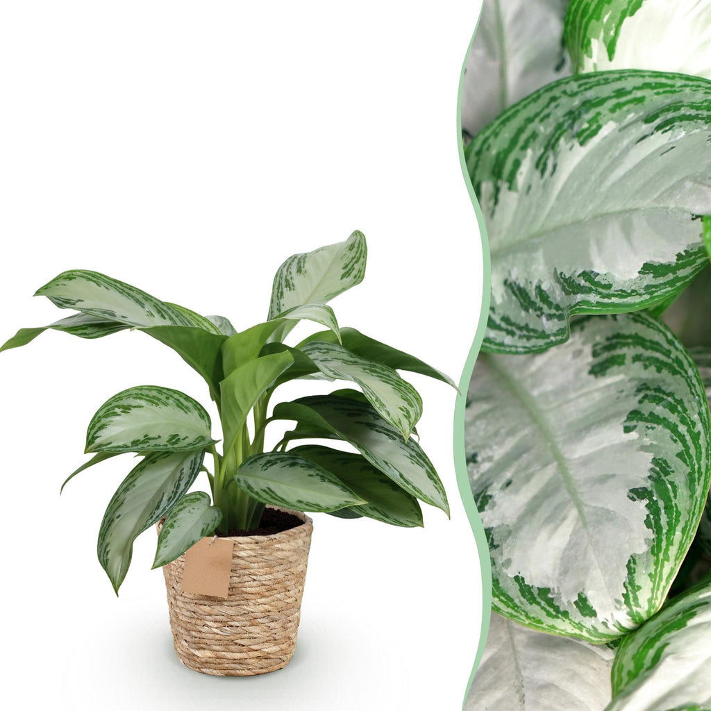 Green BoutiQ - Green is... Kamerplanten - Aglaonema Silver Bay - Zilverblad - Weinig onderhoud - met mand - Groen - 1 Plant - Pot 17cm - Hoogte 70-75cm