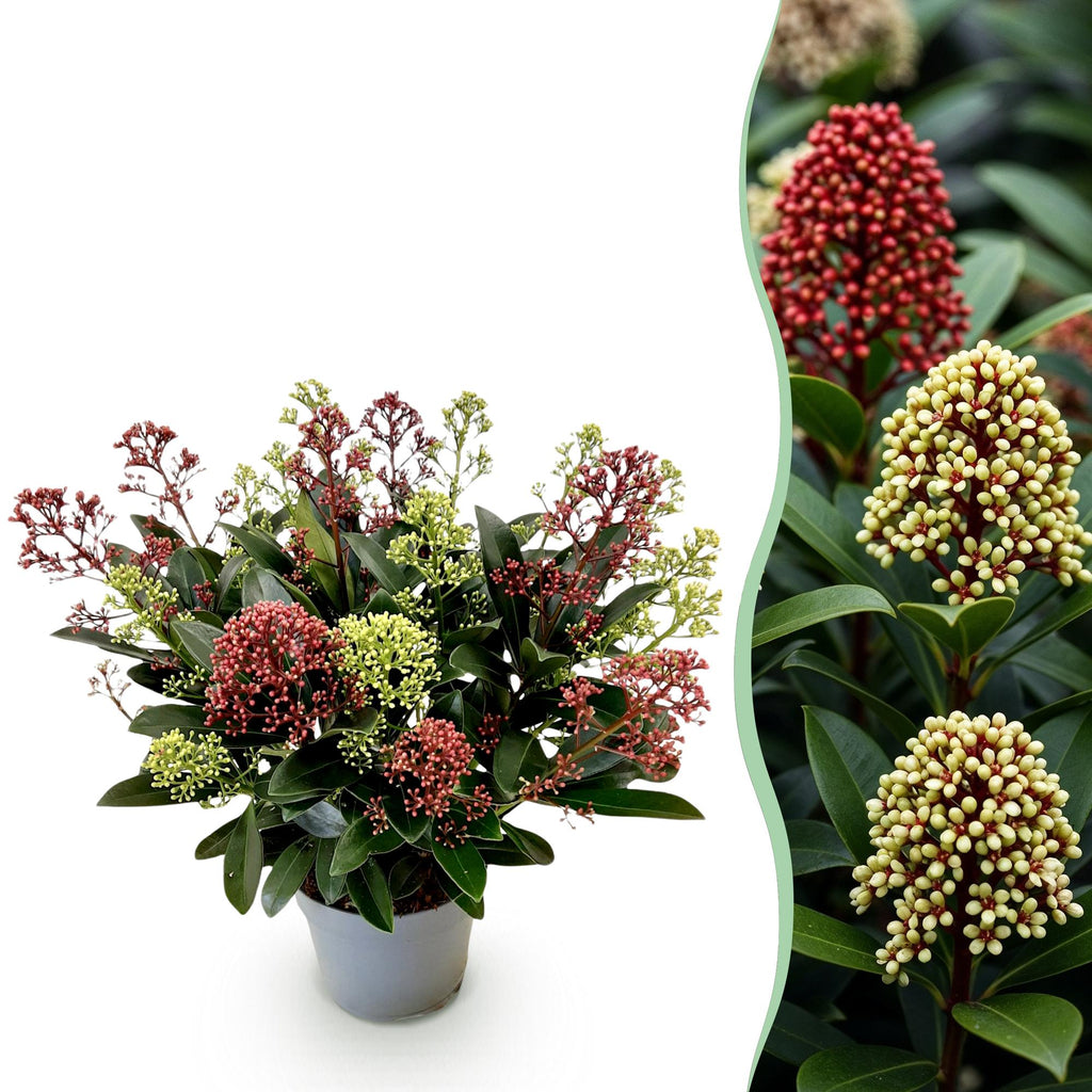 1x - Terrasplant - Skimmia japonica Festival - Bloem Wit & Rood - 15+ Bloemen - 1 Plant - Winterhard - Pot 15cm Hoogte 30cm