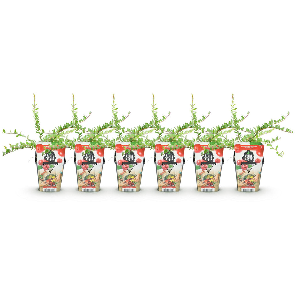 Green boutiQ - Fruitplanten - Blauwe Bes - Vaccinium macrophylla Early Black - Winterhard - 6 Planten - Pot 9 cm - Donker Rode  Bes