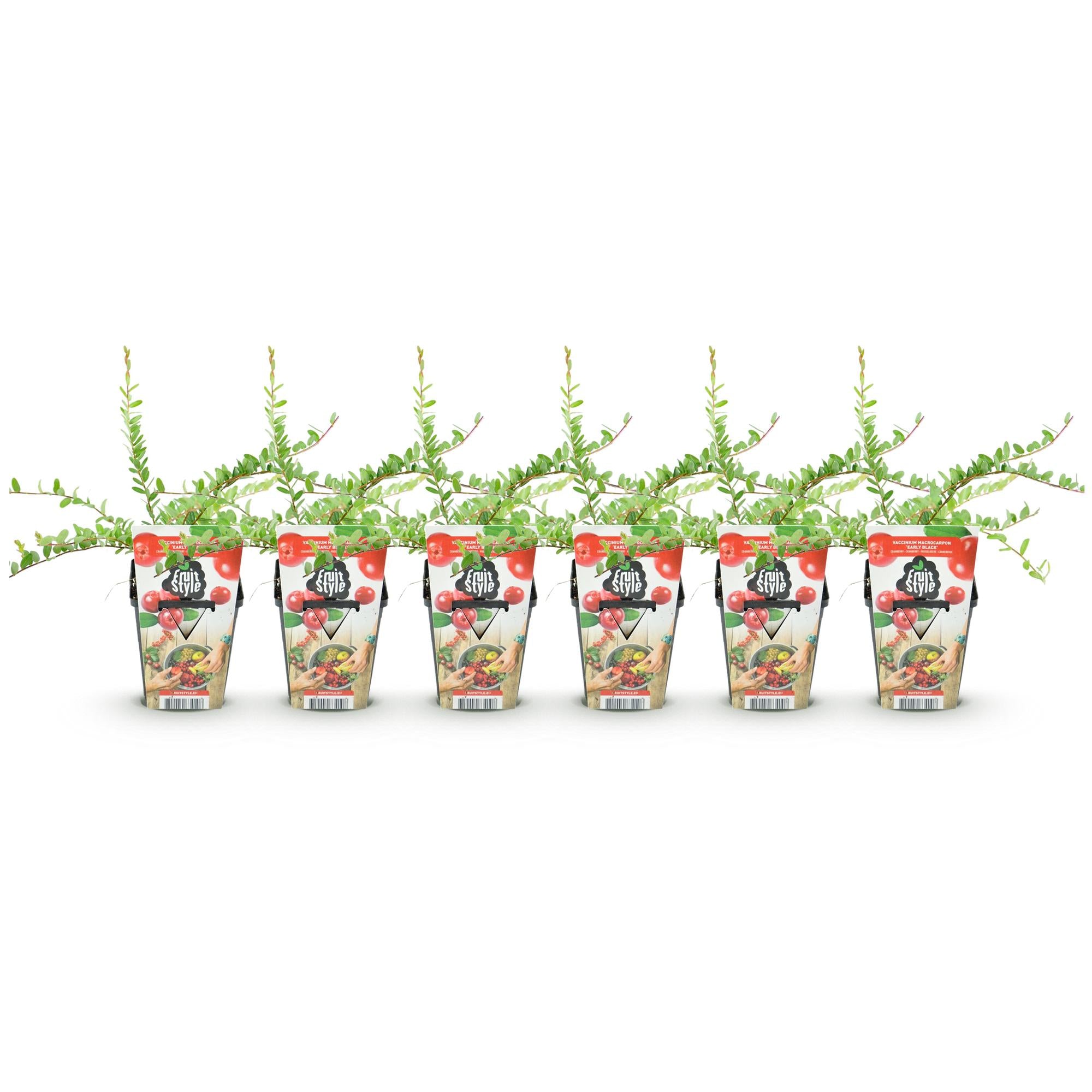 Green boutiQ - Fruitplanten - Blauwe Bes - Vaccinium macrophylla Early Black - Winterhard - 6 Planten - Pot 9 cm - Donker Rode  Bes