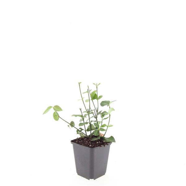 24x Euonymus fort. 'Coloratus' - ↕10-25cm - Ø9cm