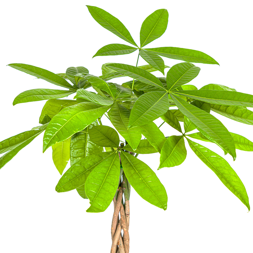 Pachira Aquatica Ø19cm - ↕70 - 90cm