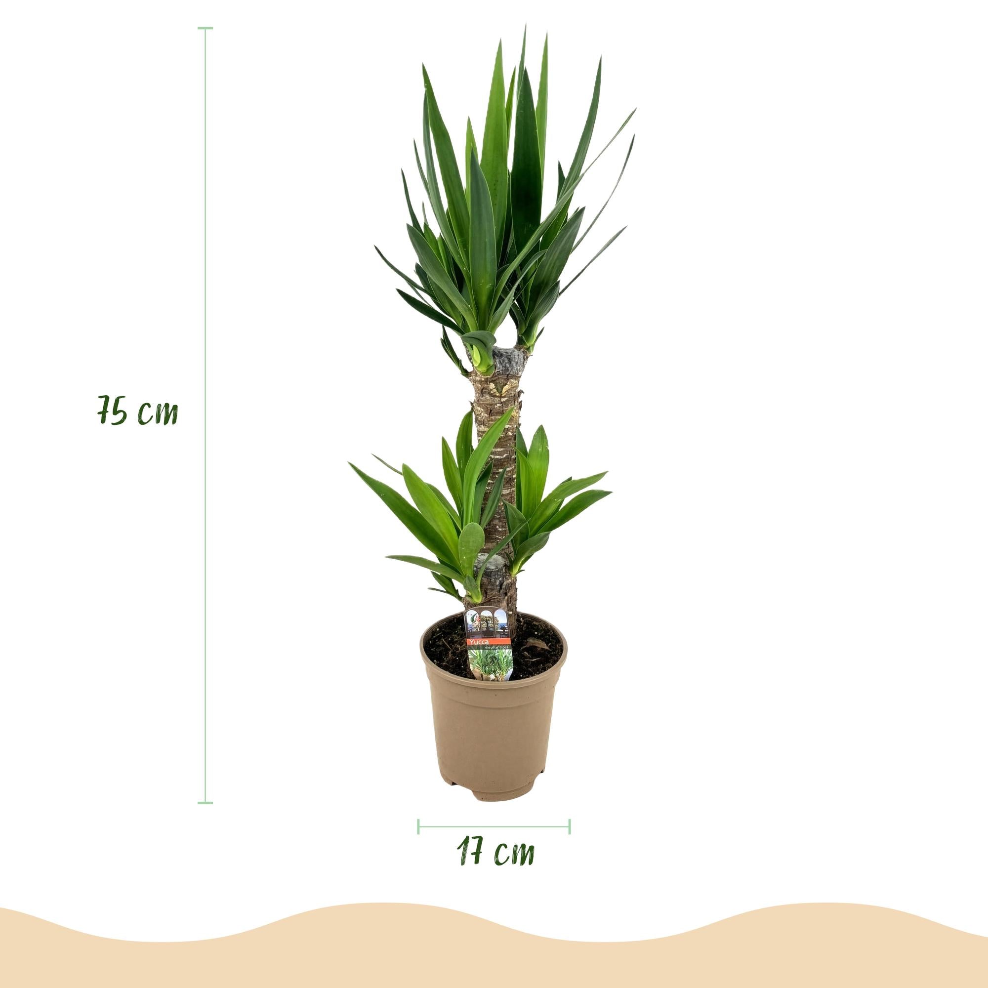 Green boutiQ - Kamerplant - Yucca elephantipes - Yucca - Weinig onderhoud - Groen - 2 - Pot 17cm - Hoogte 75cm