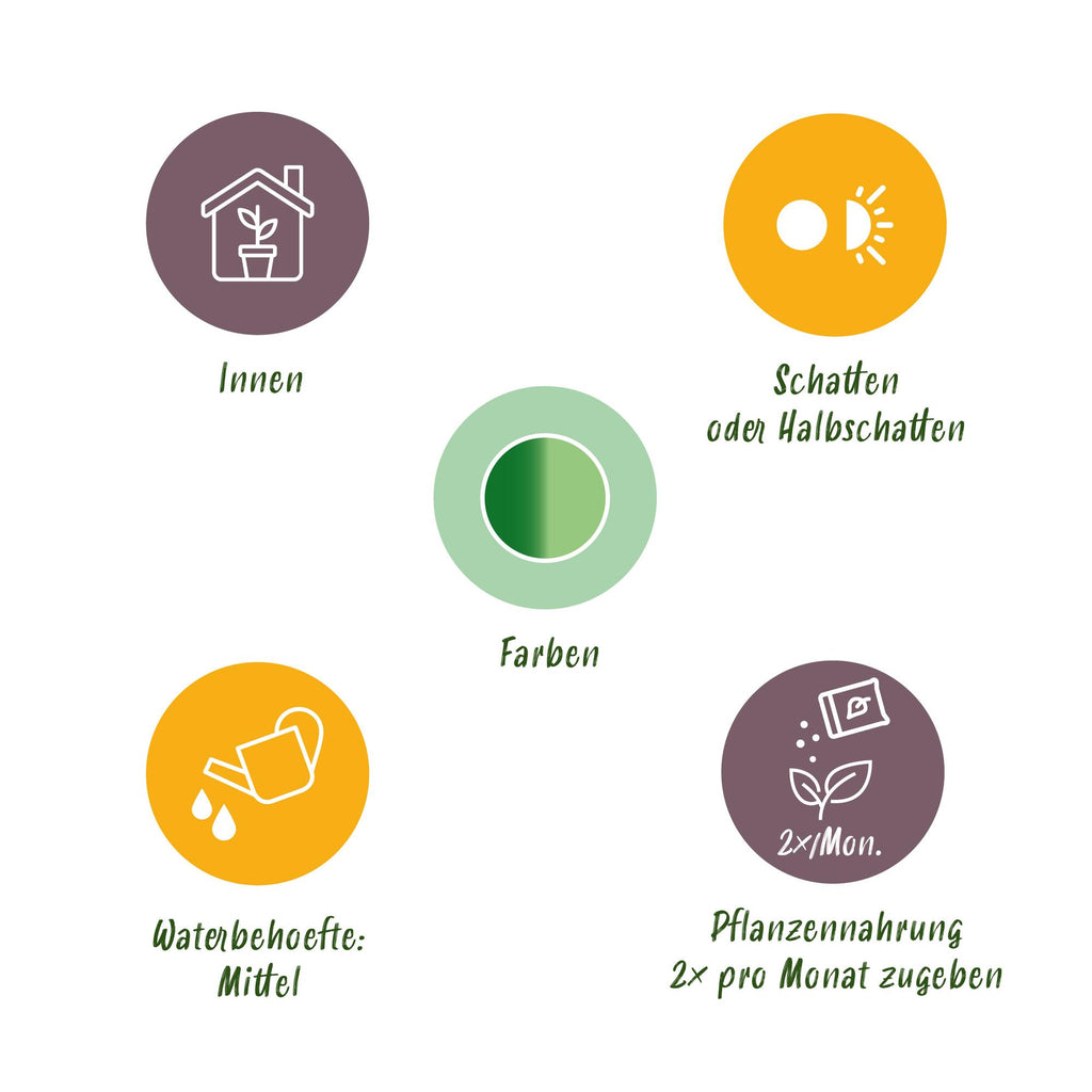 Green BoutiQ - Kamerplanten - Diefenbachia Tropic Snow - Dieffenbachia - Weinig onderhoud - Groen - 1 Plant - met Potter Grijs - Pot 21cm - Hoogte 90-100cm