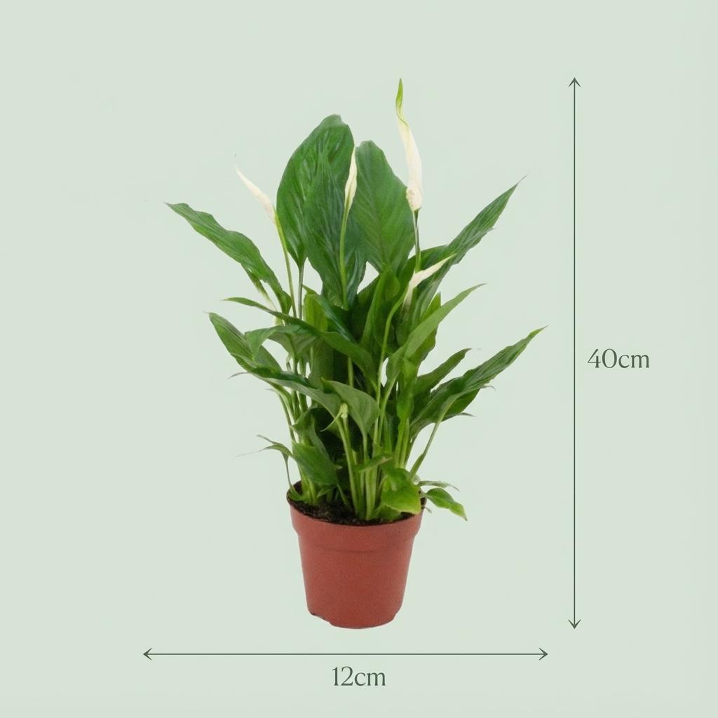 Spathiphyllum Lepelplant - 2 Stuks - Ø 12 cm - Hoogte: 35 - 40 cm