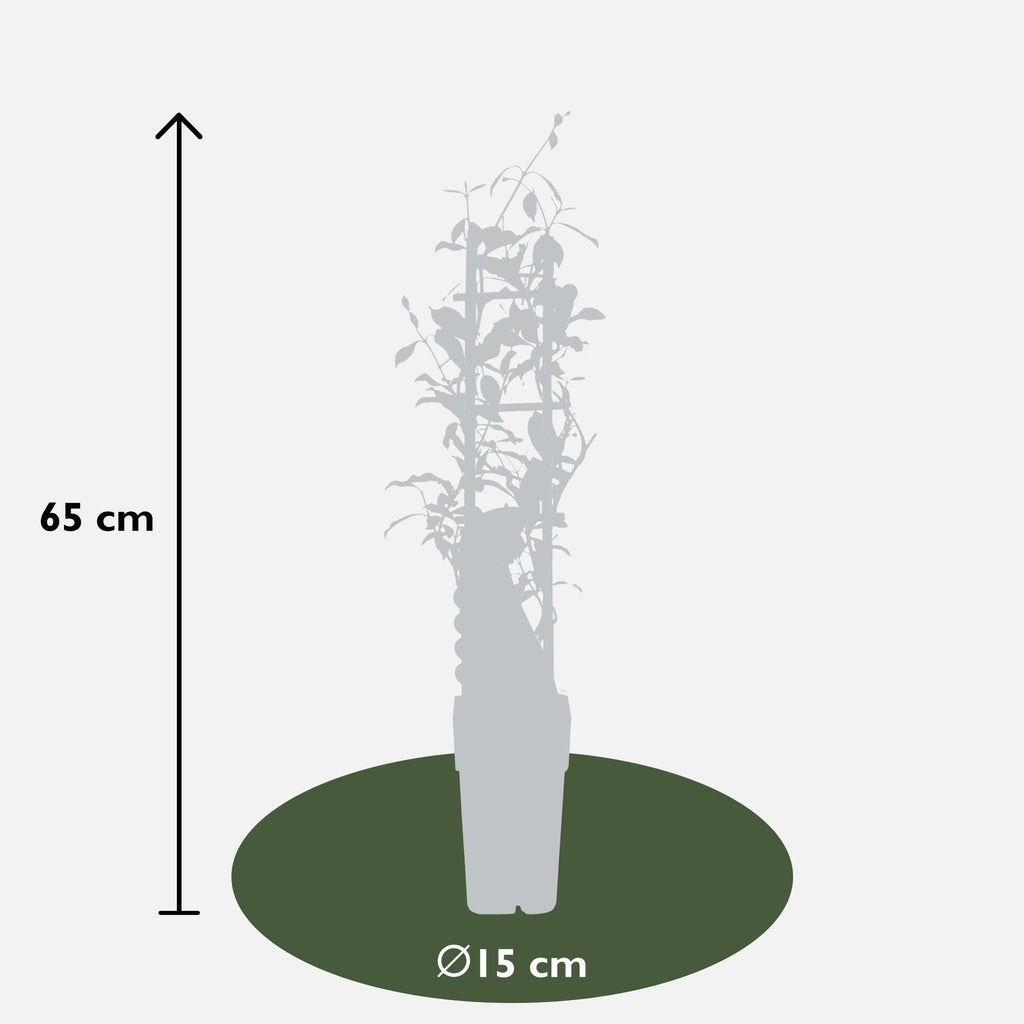 2x - Trachelospermum 'Star of Ibiza' - ↨65cm - Ø15
